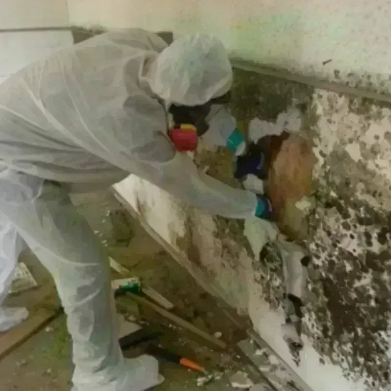 Mold Remediation and Removal in Hartford County, CT